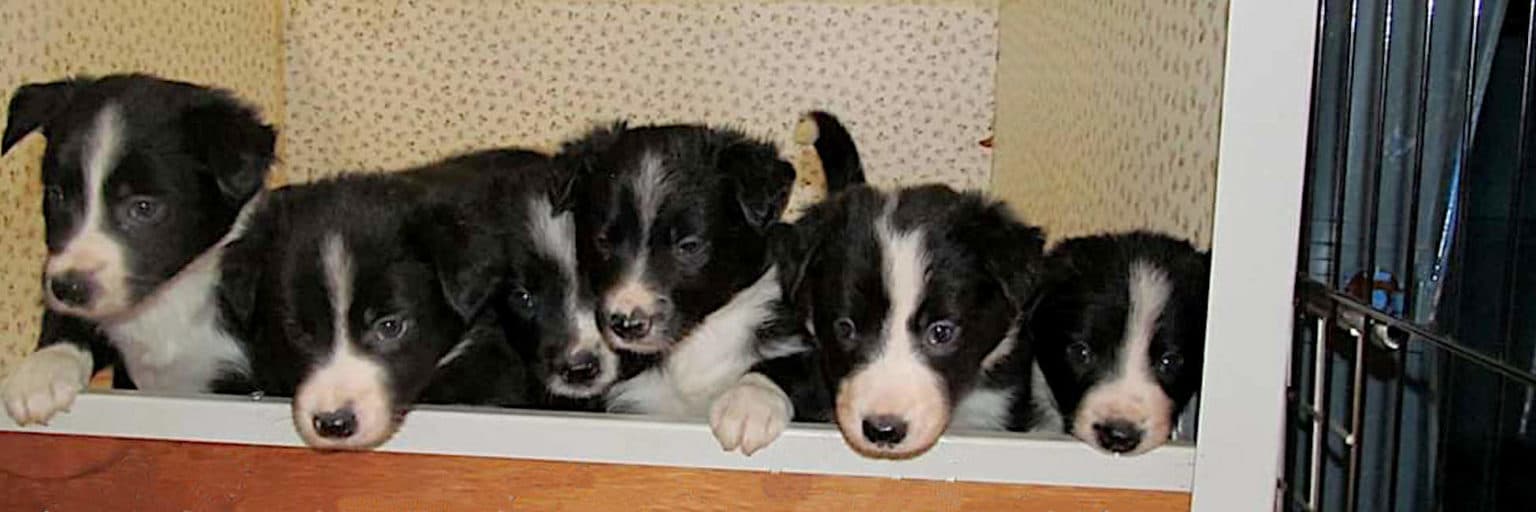 Cuccioli Border Collie Piemonte | Orietta De Palo